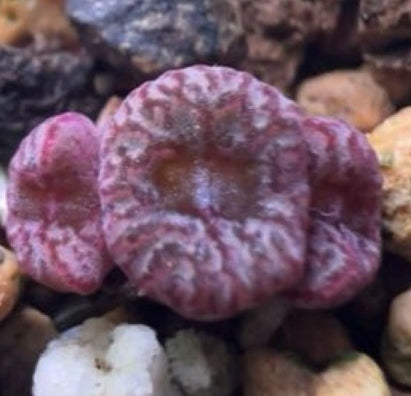 Conophytum swanepoelianum ssp.rubrolineatum RR1398 seeds