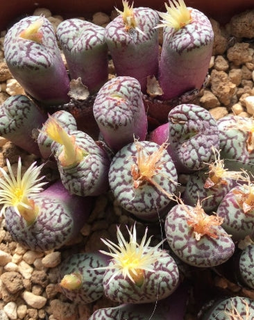 Conophytum wittebergense seeds