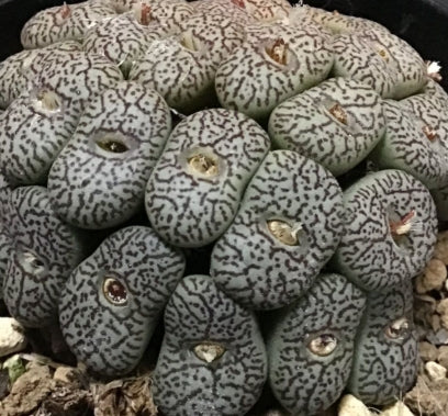 Conophytum wittebergense seeds