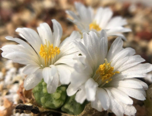 Conophytum youngii aff. SW Garies seeds