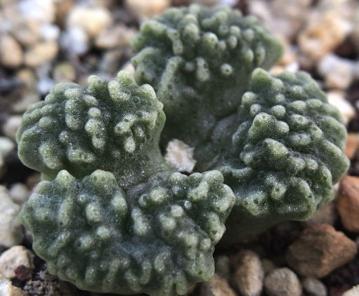 Conophytum youngii aff. SW Garies seeds