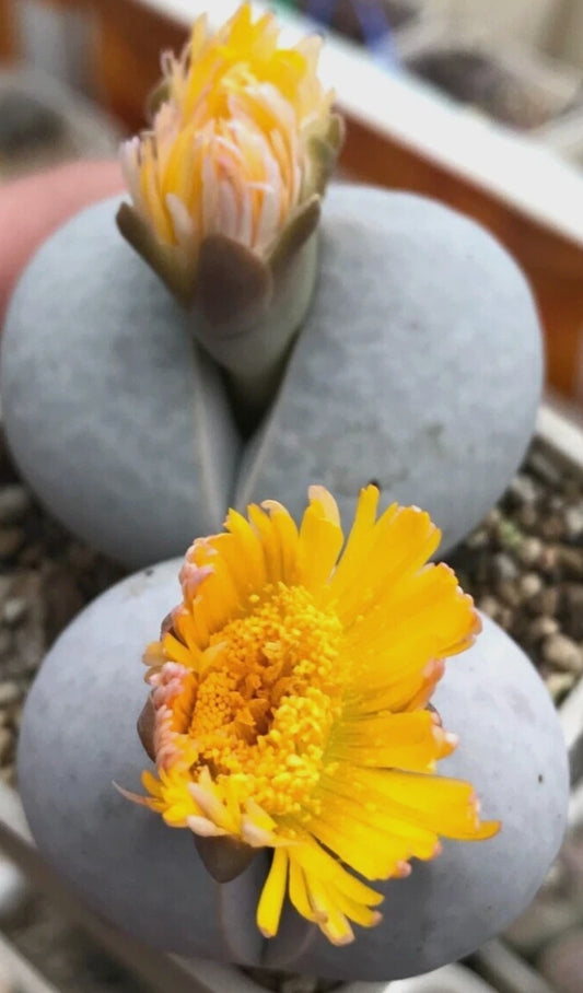 Lithops Dinteranthus pole evansii ex Mesa seeds