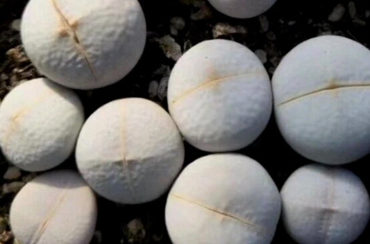 Lithops Dinteranthus pole evansii ex Mesa seeds