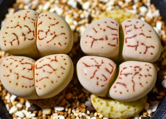 Dinteranthus vanzylii seeds