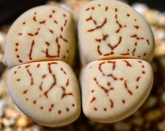 Dinteranthus vanzylii seeds