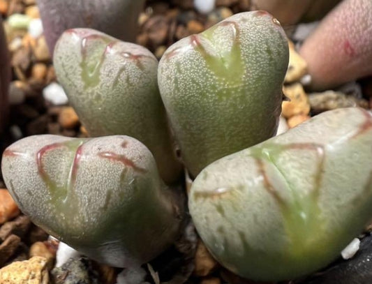 Conophytum marnierianum Enku seeds
