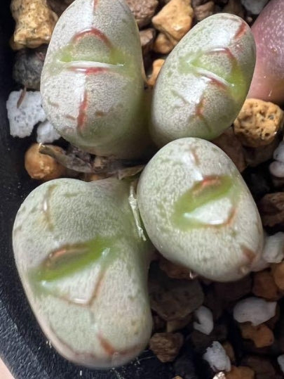Conophytum marnierianum Enku seeds