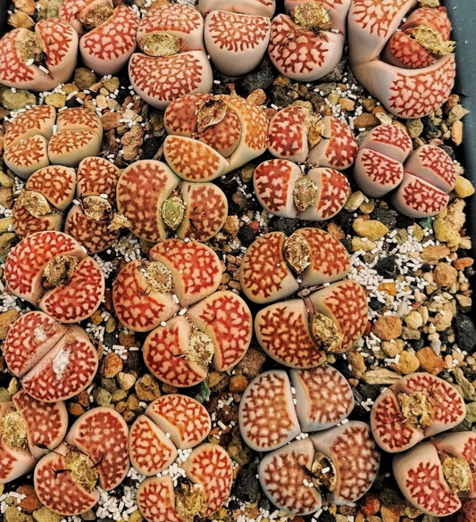 Lithops ssp.julii (Red julii) F109R seeds