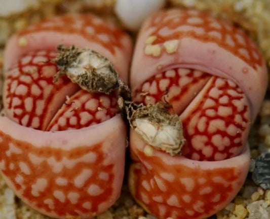 Lithops ssp.julii (Red julii) F109R seeds