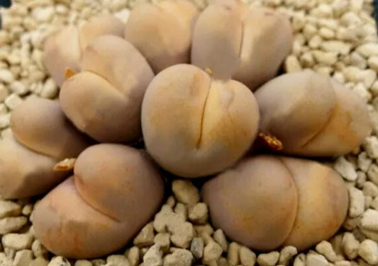 Lithops C388 Stenineckana seeds