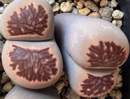 Lithops Chrysanthemum seeds