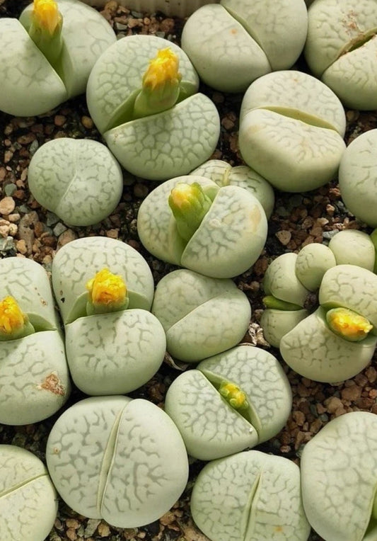 Lithops Dinteranthus vanzylil 'emerald' green seeds