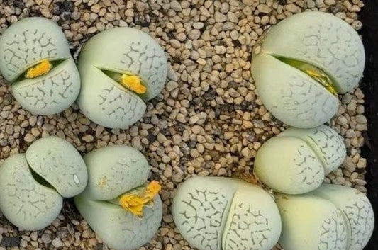 Lithops Dinteranthus vanzylil 'emerald' green seeds