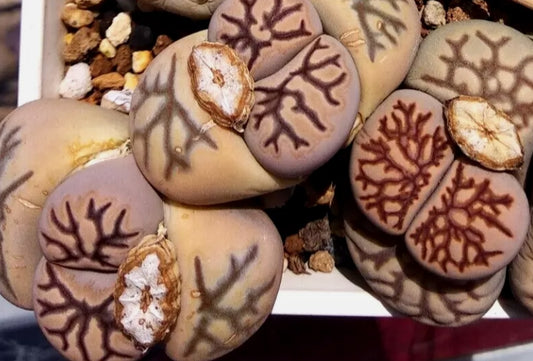 Lithops Fulleri cv. 'Kikukaseki' ex Shimada seeds