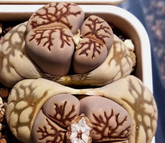 Lithops Fulleri cv. 'Kikukaseki' ex Shimada seeds
