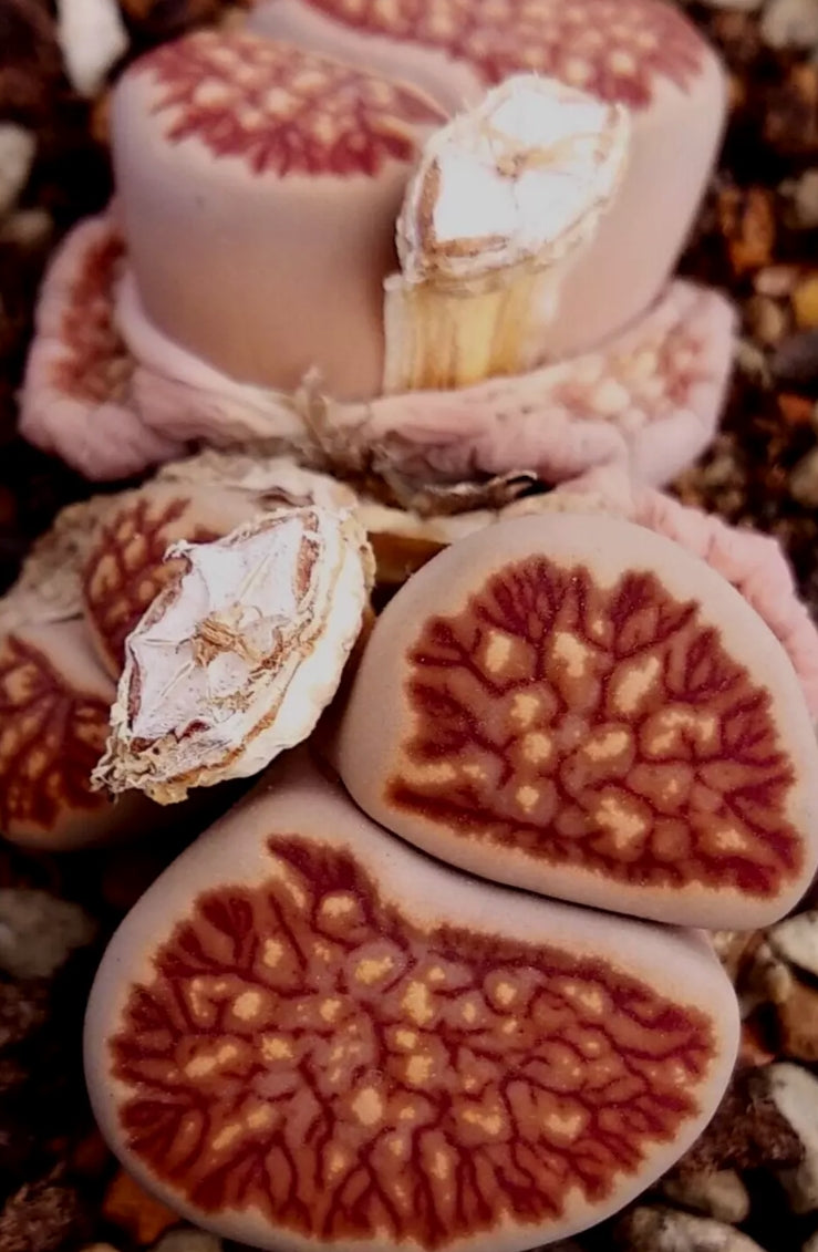 Lithops Fulleri cv.'Kikusiyo Giyoku' seeds