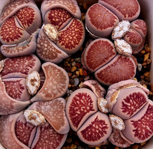 Lithops Fulleri cv.'Kikusiyo Giyoku' seeds