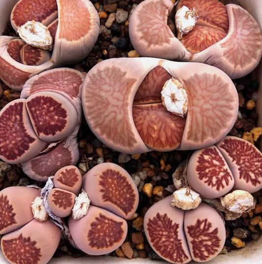 Lithops Fulleri cv.'Kikusiyo Giyoku' seeds