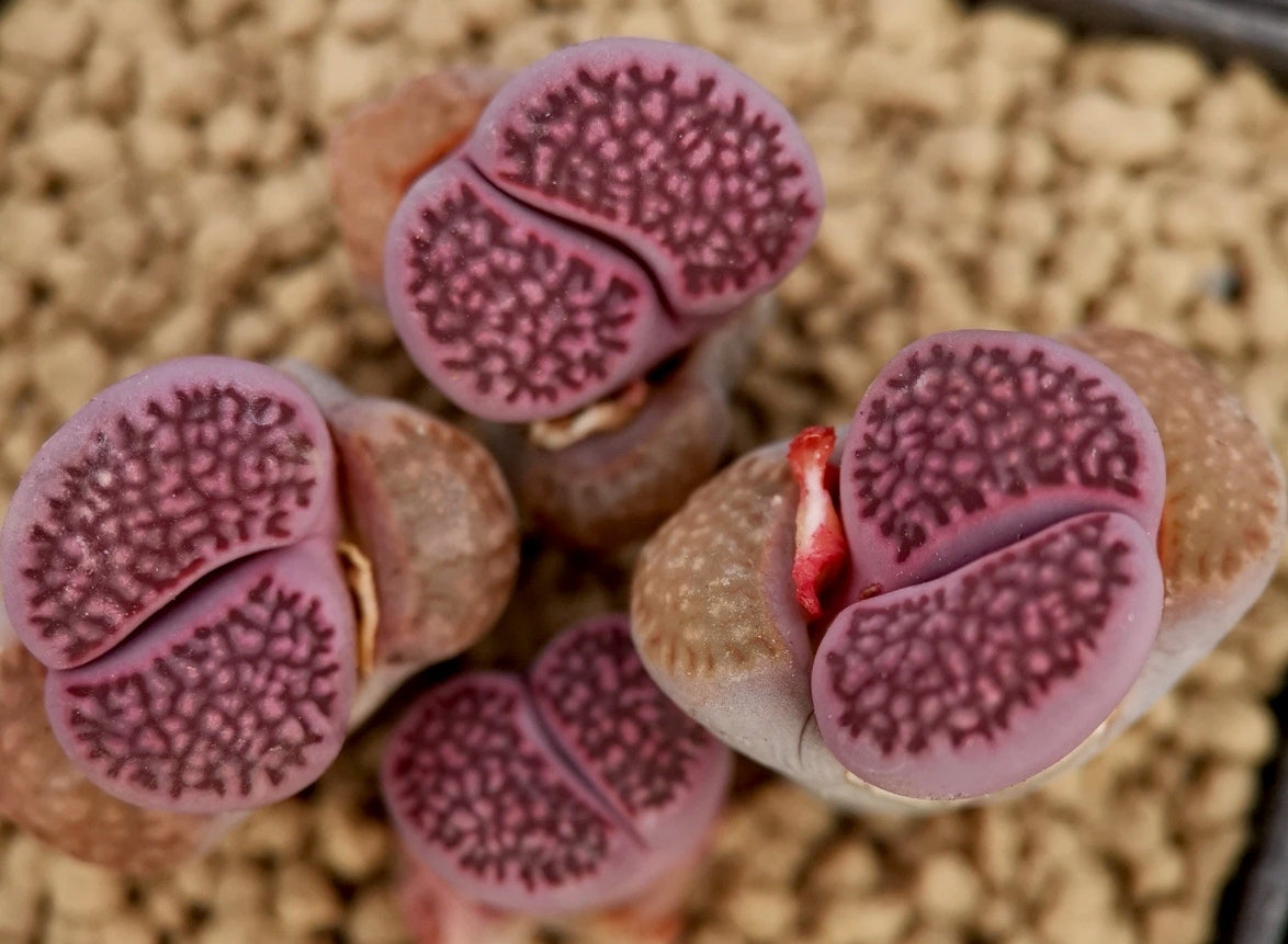 Lithops Hallii Purple seeds