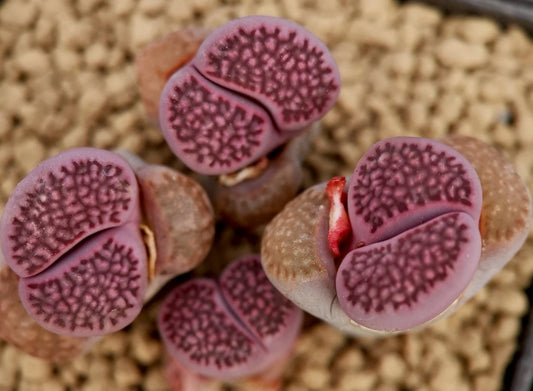 Lithops Hallii Purple seeds