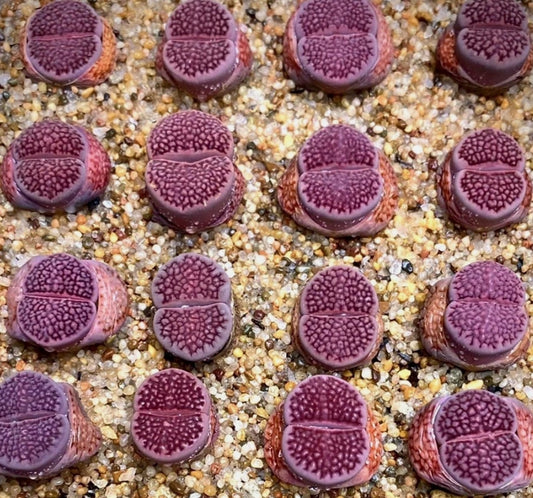 Lithops Hallii Purple seeds