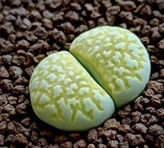 Lithops Julii 'Nine Rivers' seeds