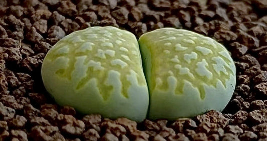Lithops Julii 'Nine Rivers' seeds