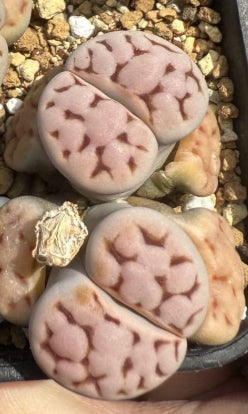 Lithops Karasbijin ex.C225 seeds