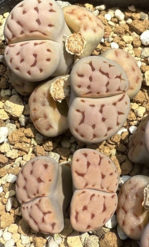 Lithops Karasbijin ex.C225 seeds