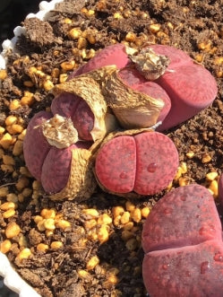 Lithops Lubro Rozeus seeds