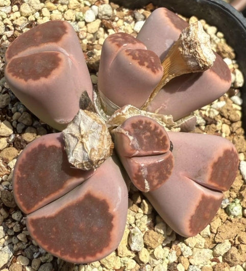 Lithops Mado-Shugengyoku seeds