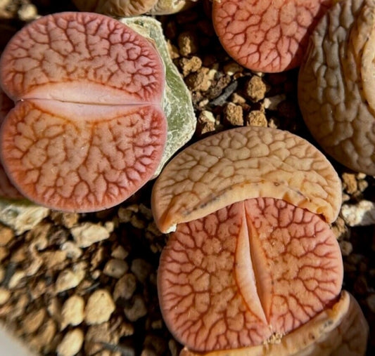 Lithops Pseudotruncatella ssp.dendritica Nauchas thin red lines seeds