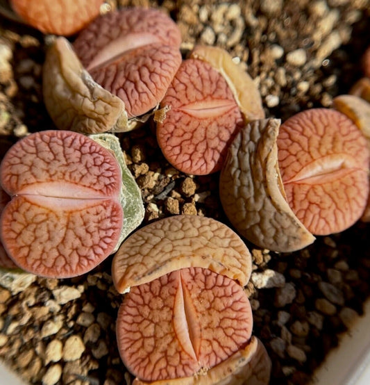 Lithops Pseudotruncatella ssp.dendritica Nauchas thin red lines seeds