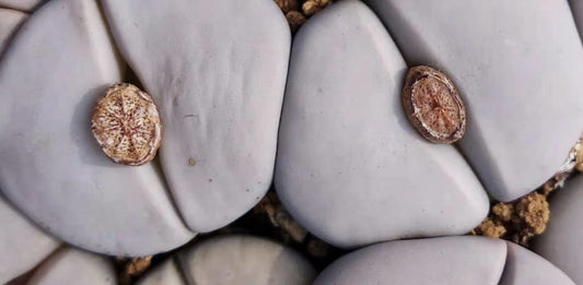 Lithops pseudotruncatella ssp. groendrayensis C244 seeds