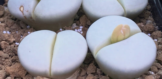 Lithops pseudotruncatella ssp. groendrayensis C244 seeds