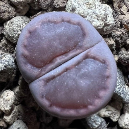 Lithops Purple Roxy seeds