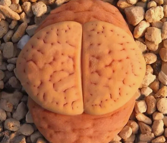 Lithops Vallismarae 'Margarethae' C166 seeds
