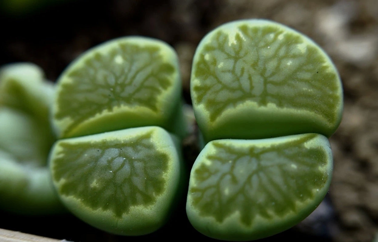 Lithops 'Kikukaseki Green' seeds