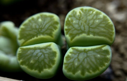 Lithops 'Kikukaseki Green' seeds