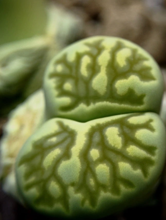 Lithops 'Kikukaseki Green' seeds