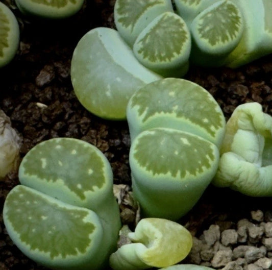Lithops 'Kikukaseki Green' seeds