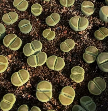Lithops 'Kikukaseki Green' seeds