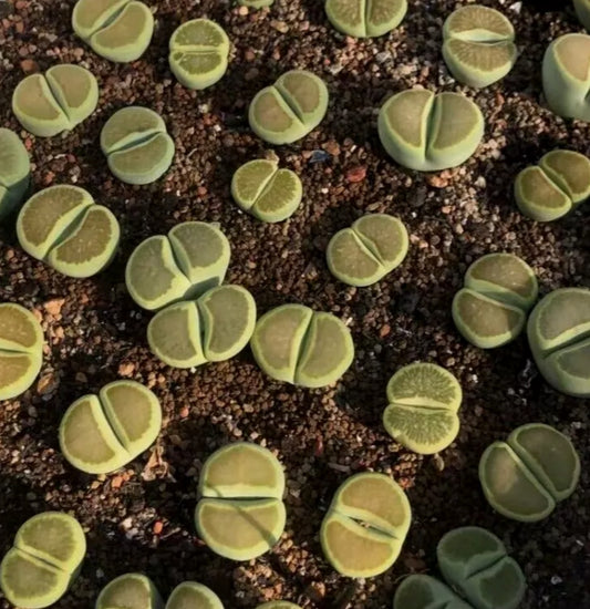 Lithops 'Kikukaseki Green' seeds
