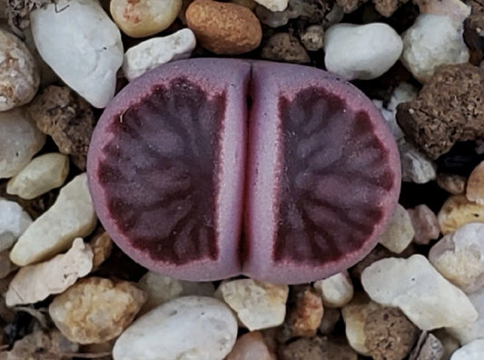 Lithops 'Murasaki Kikushogyoku' ex Shimada seeds