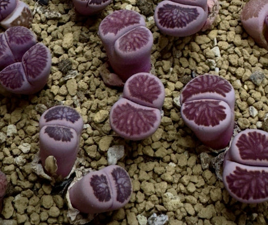 Lithops 'Murasaki Kikushogyoku' ex Shimada seeds