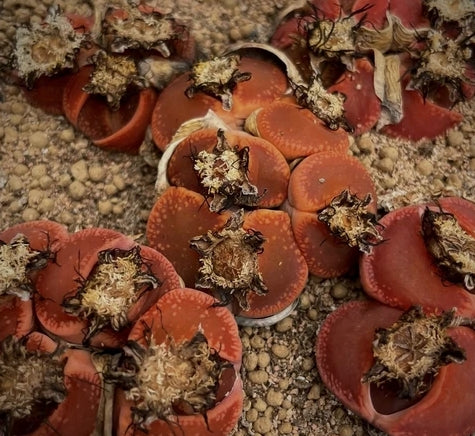 Lithops aucampiae 'Corona' Chocolate Color seeds