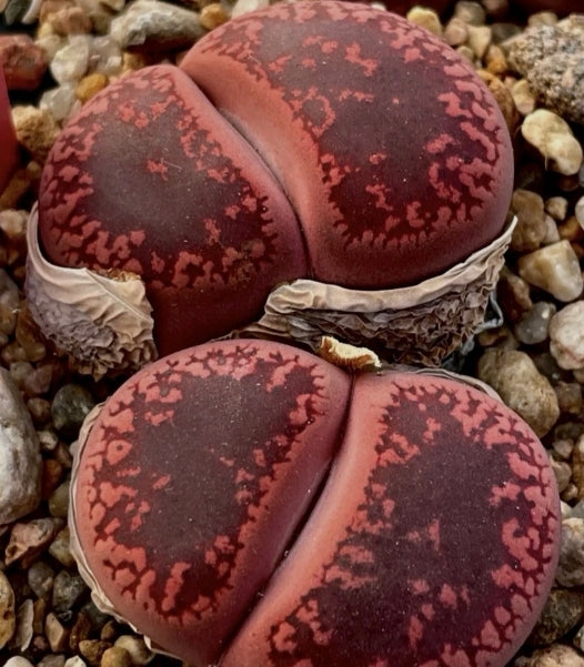 Lithops aucampiae ‘Firebran’ Dark Red Brown seeds