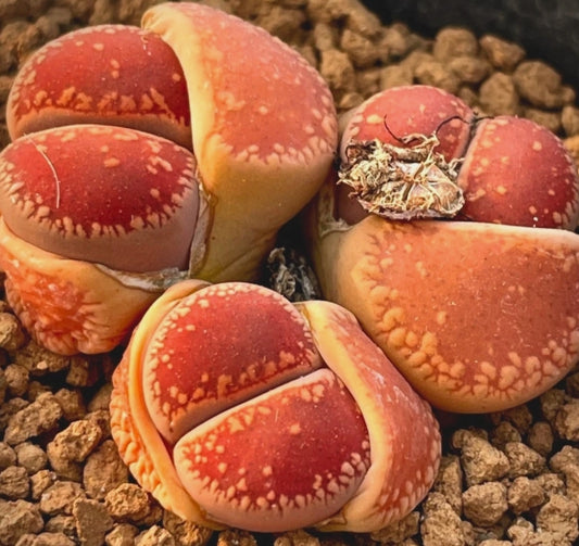 Lithops aucampiae 'Jaspilite' seeds