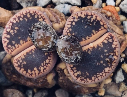 Lithops aucampiae 'Majading' seeds