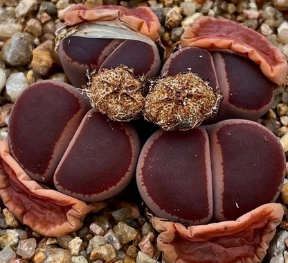 Lithops aucampiae open windows seeds